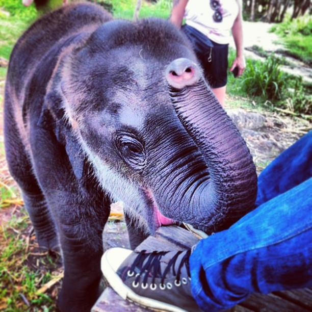 Elephants in Chiang Mai
