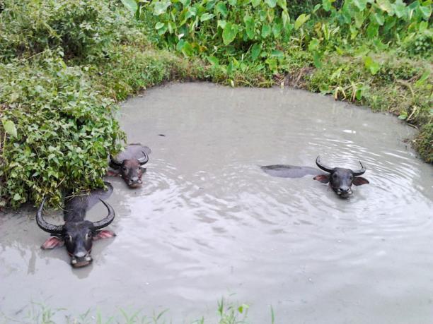 Buffalo in Chiang Mai